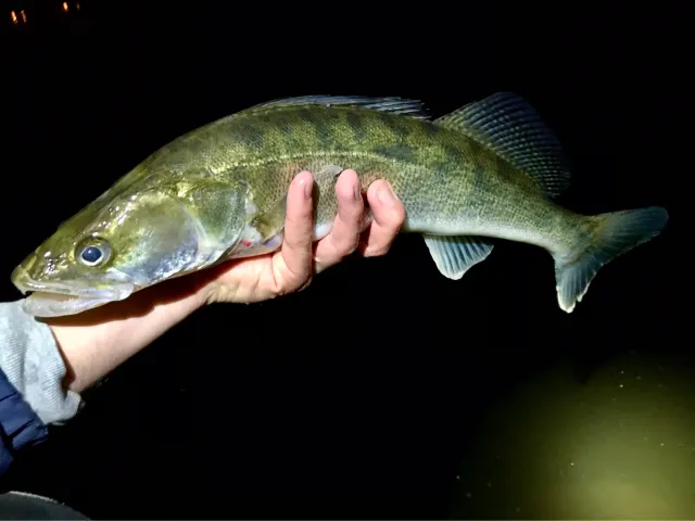 Zander
