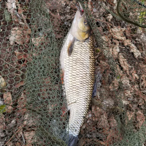 Döbel