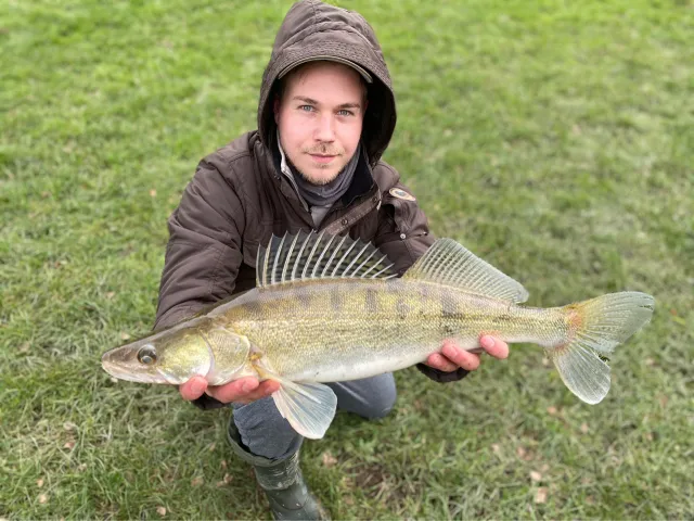 Zander