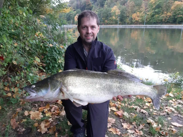 Zander