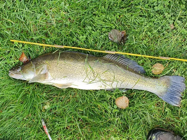 Zander