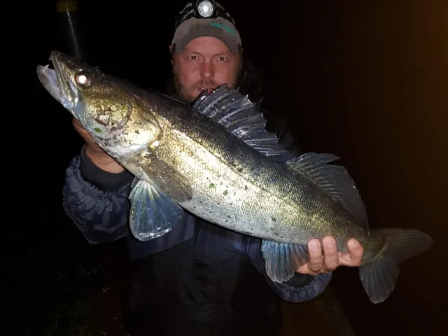 Zander