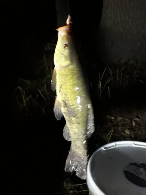 Schleie
