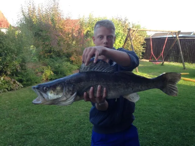 Zander