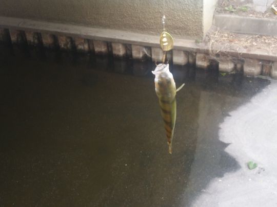Flussbarsch