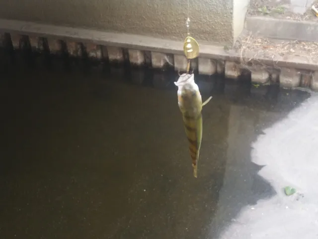 Flussbarsch