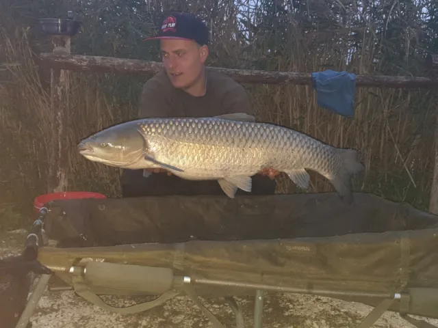 Graskarpfen