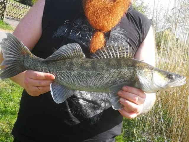 Zander