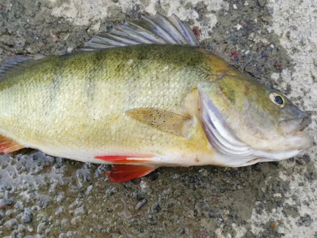 Flussbarsch