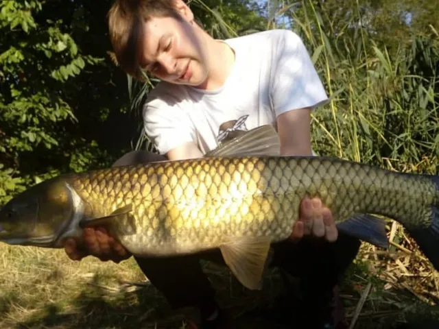 Graskarpfen