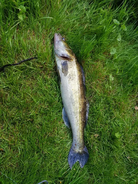 Zander