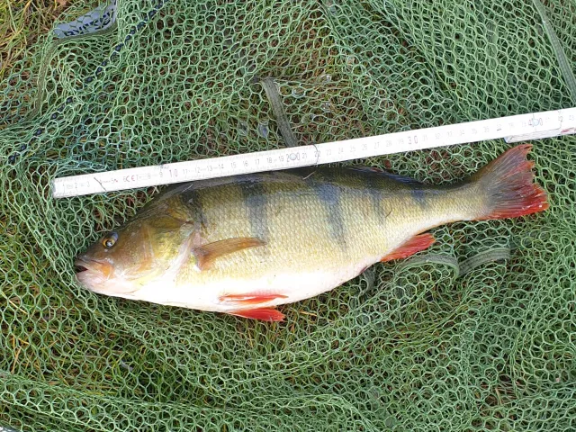 Flussbarsch