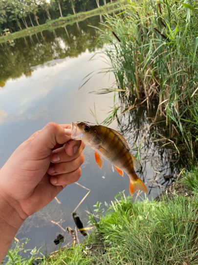 Flussbarsch