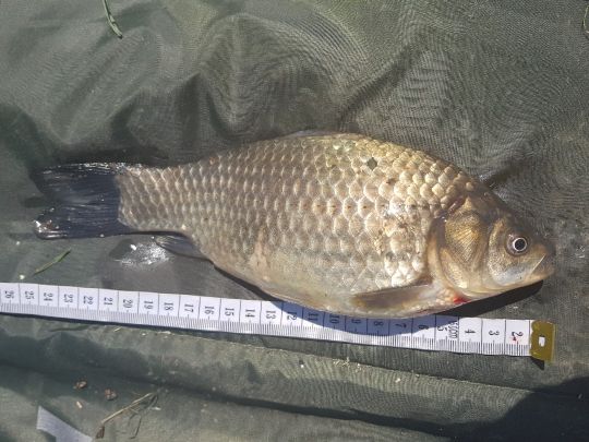 Giebel