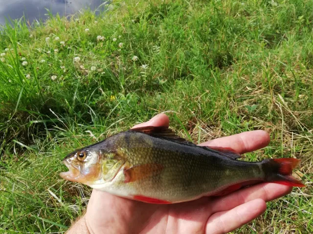 Flussbarsch