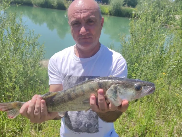 Zander