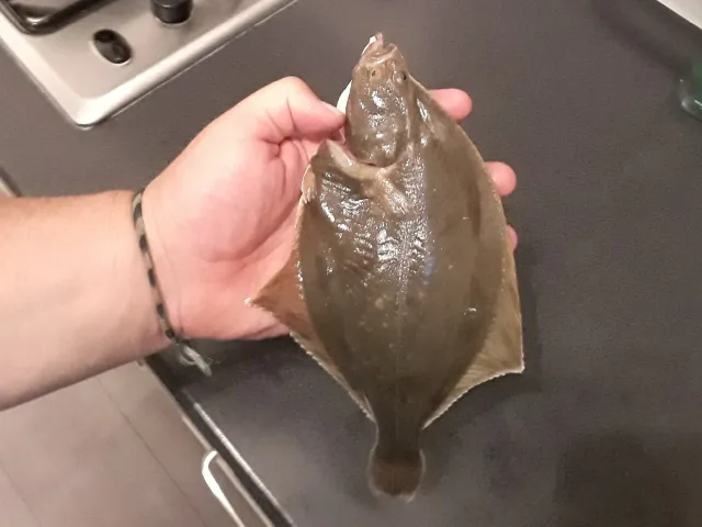 Flunder