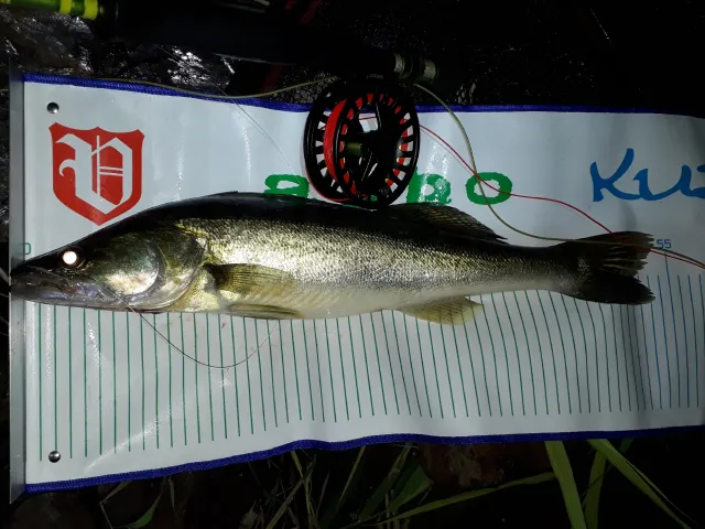 Zander