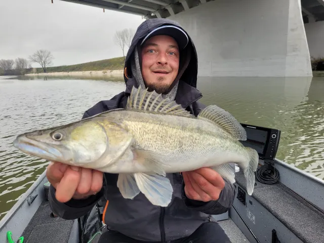 Zander