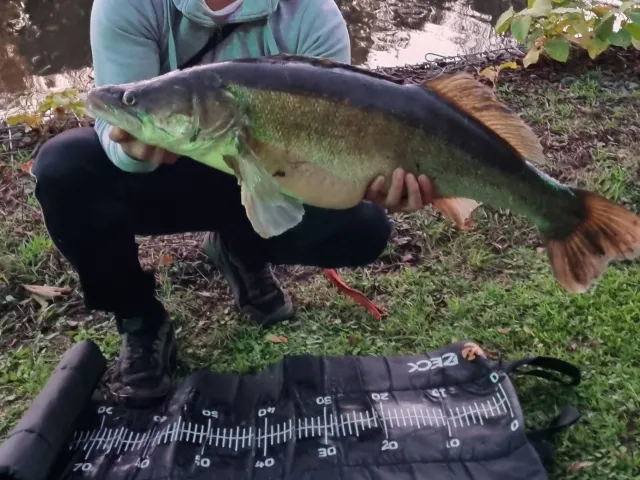 Zander