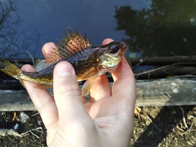 Kaulbarsch