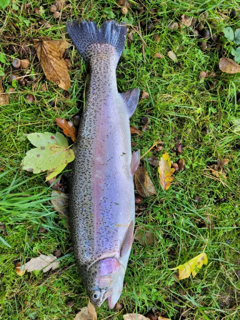 Regenbogenforelle