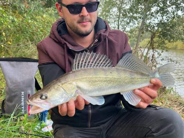 Zander