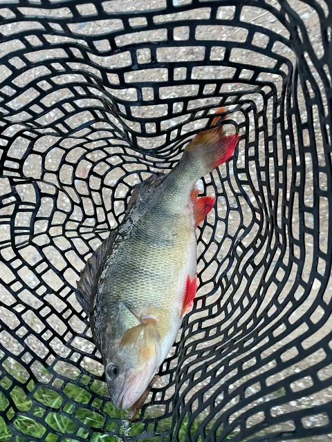 Flussbarsch