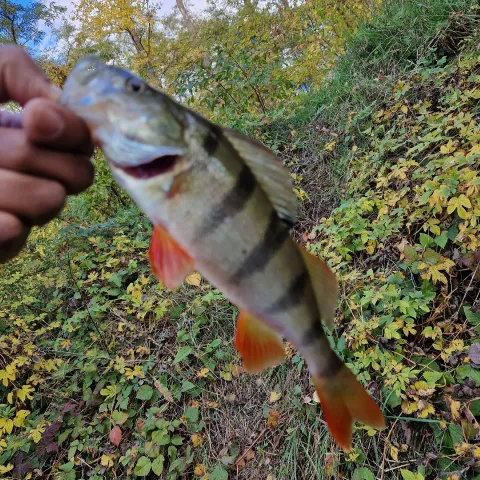 Flussbarsch