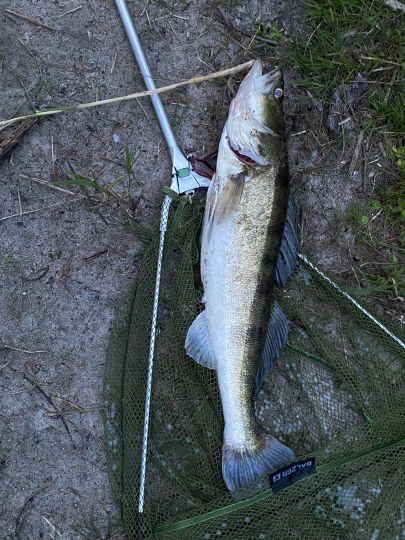 Zander