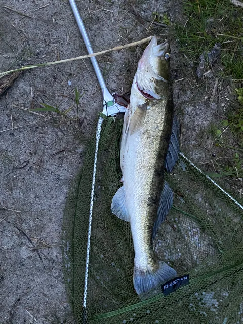 Zander