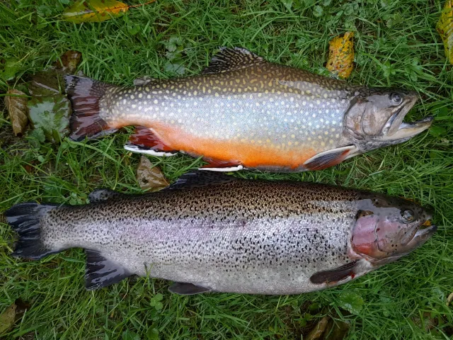 Regenbogenforelle