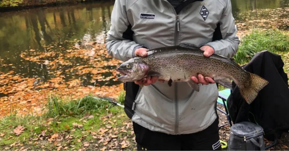 Regenbogenforelle