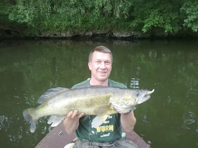 Zander
