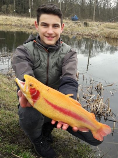 Goldforelle