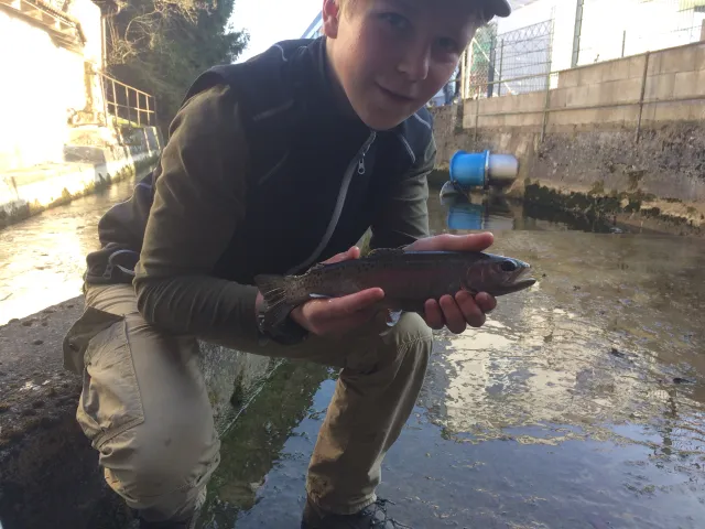Regenbogenforelle