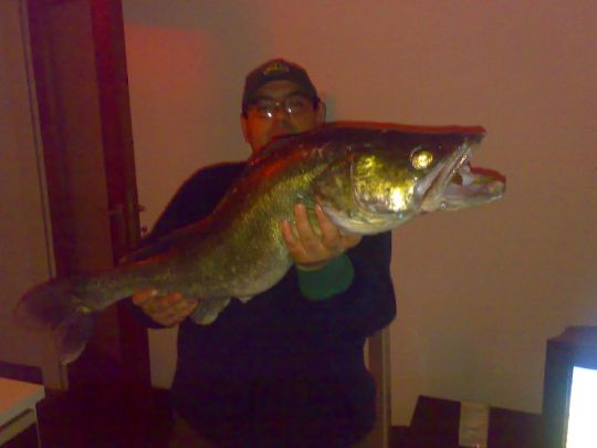 Zander