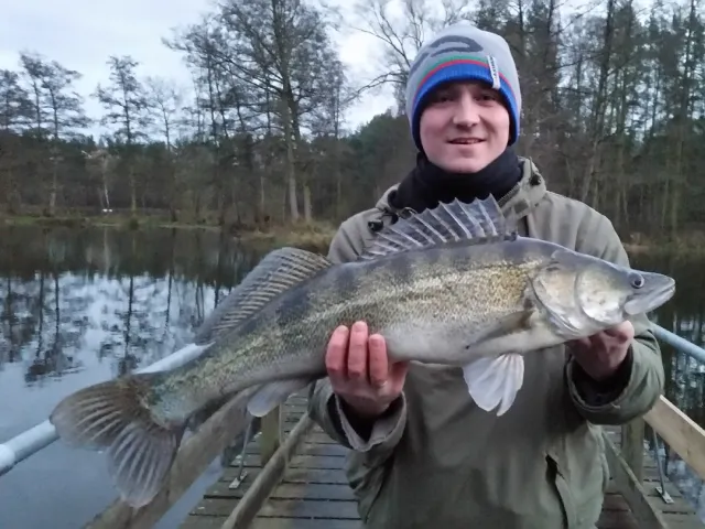 Zander