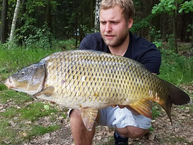 Karpfen
