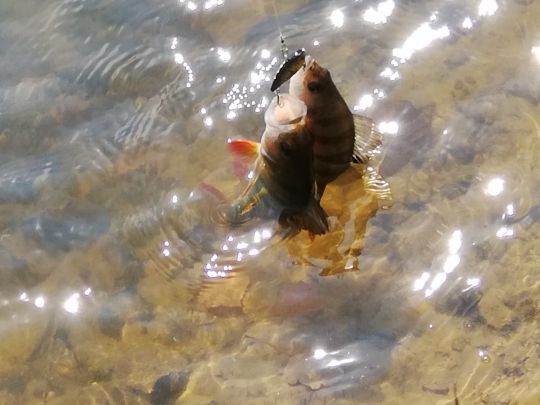 Flussbarsch