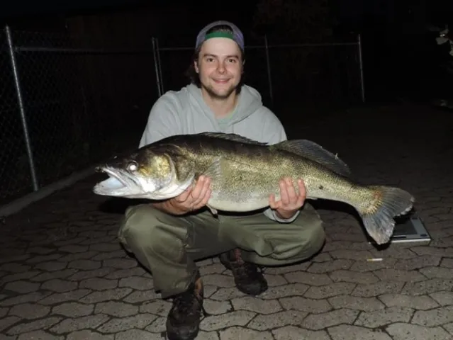 Zander