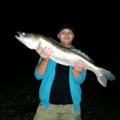 Zander
