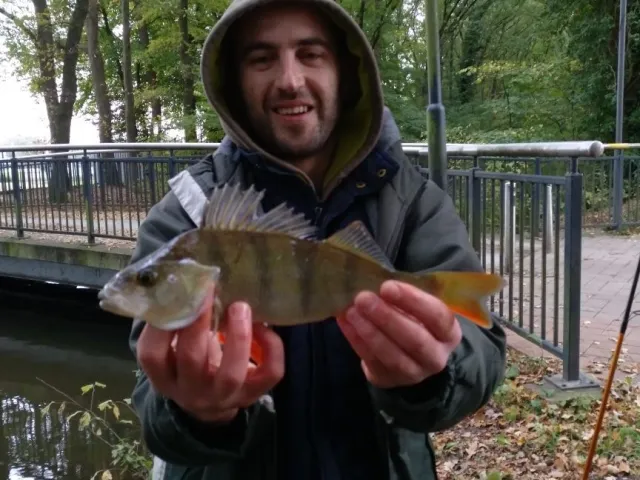 Flussbarsch