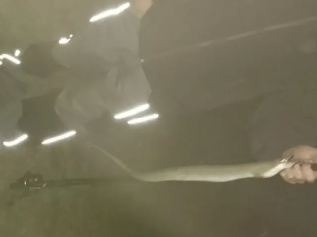 Aal