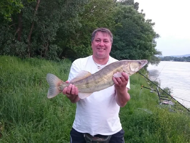 Zander