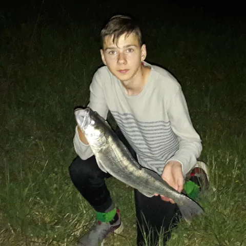 Zander