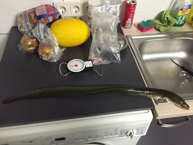 Aal