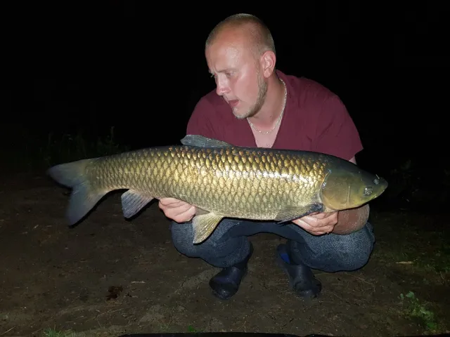 Graskarpfen
