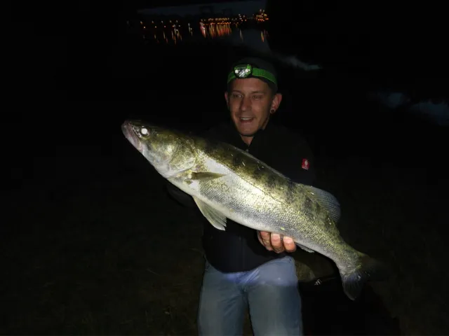 Zander