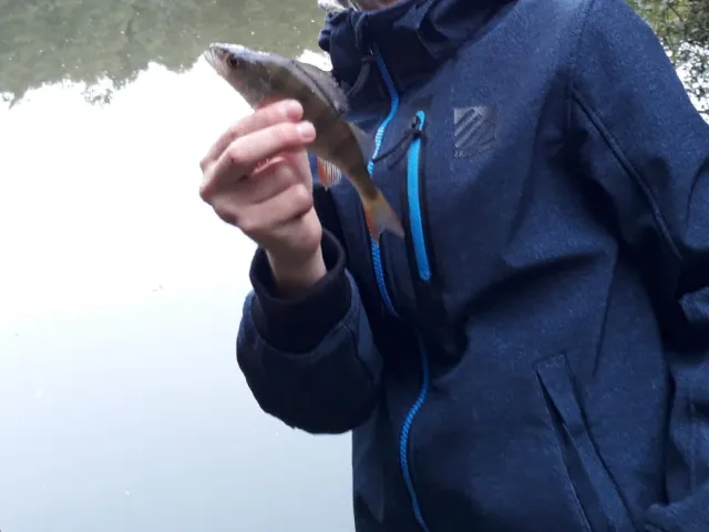 Flussbarsch